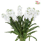 Matthiola White (Per Bundle) - Pudu Ria Florist Southern