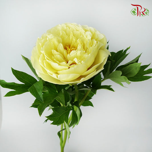 Peony Yellow (5 stems) - Pudu Ria Florist Southern