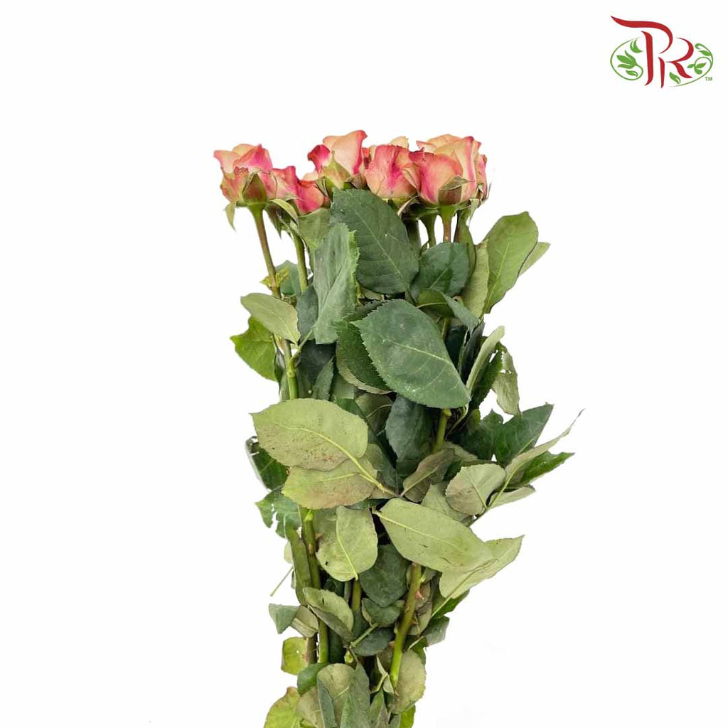 Rose Cappuccino (8-10 Stems) - Pudu Ria Florist Southern
