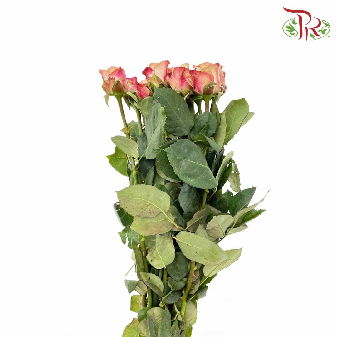 Rose Cappuccino (8-10 Stems) - Pudu Ria Florist Southern