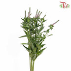 Veronica Pink (Per Bundle) - Pudu Ria Florist Southern