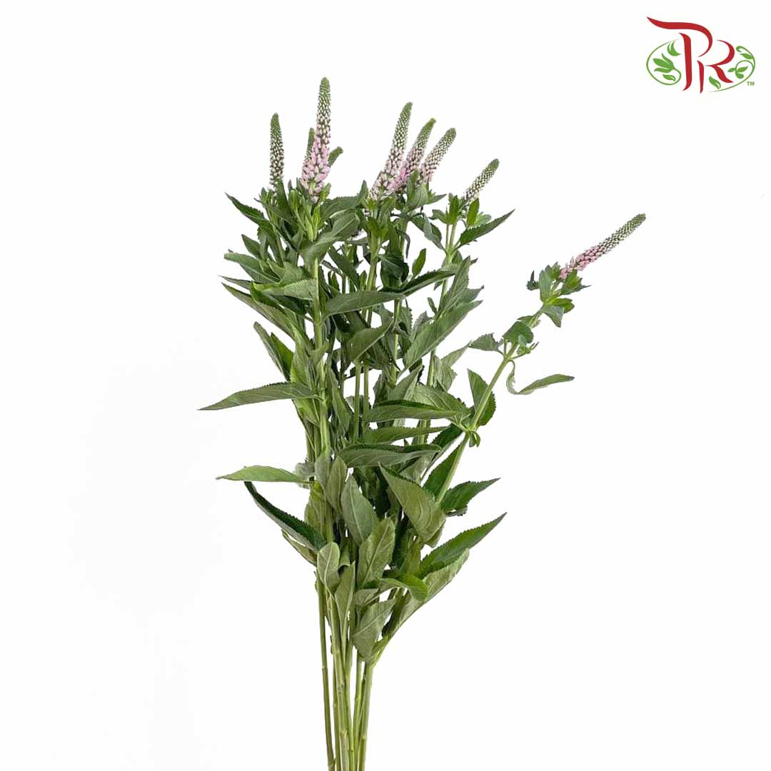 Veronica Pink (Per Bundle) - Pudu Ria Florist Southern