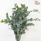 Eucalyptus Cinerea - Pudu Ria Florist Southern