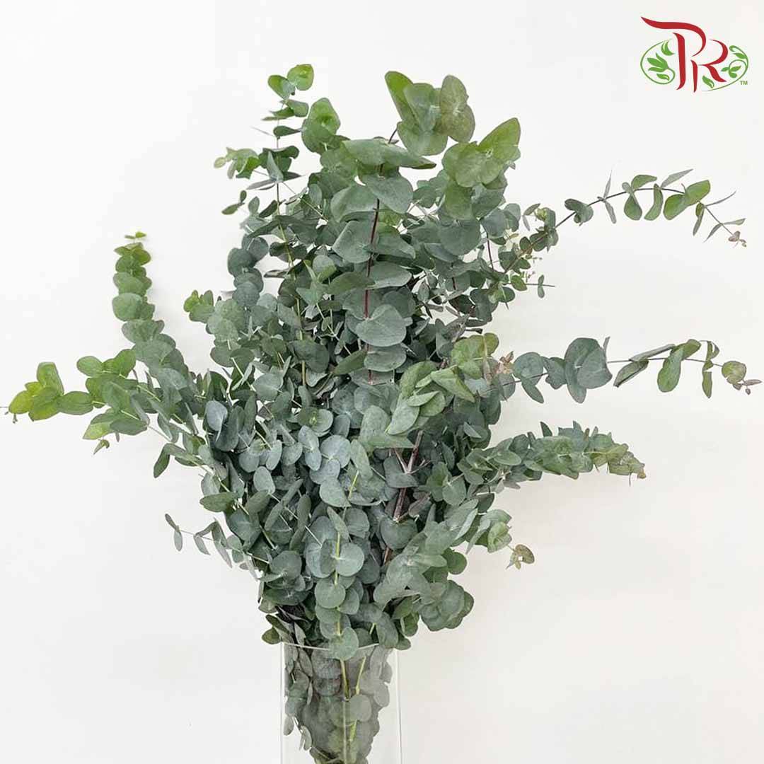 Eucalyptus Cinerea - Pudu Ria Florist Southern