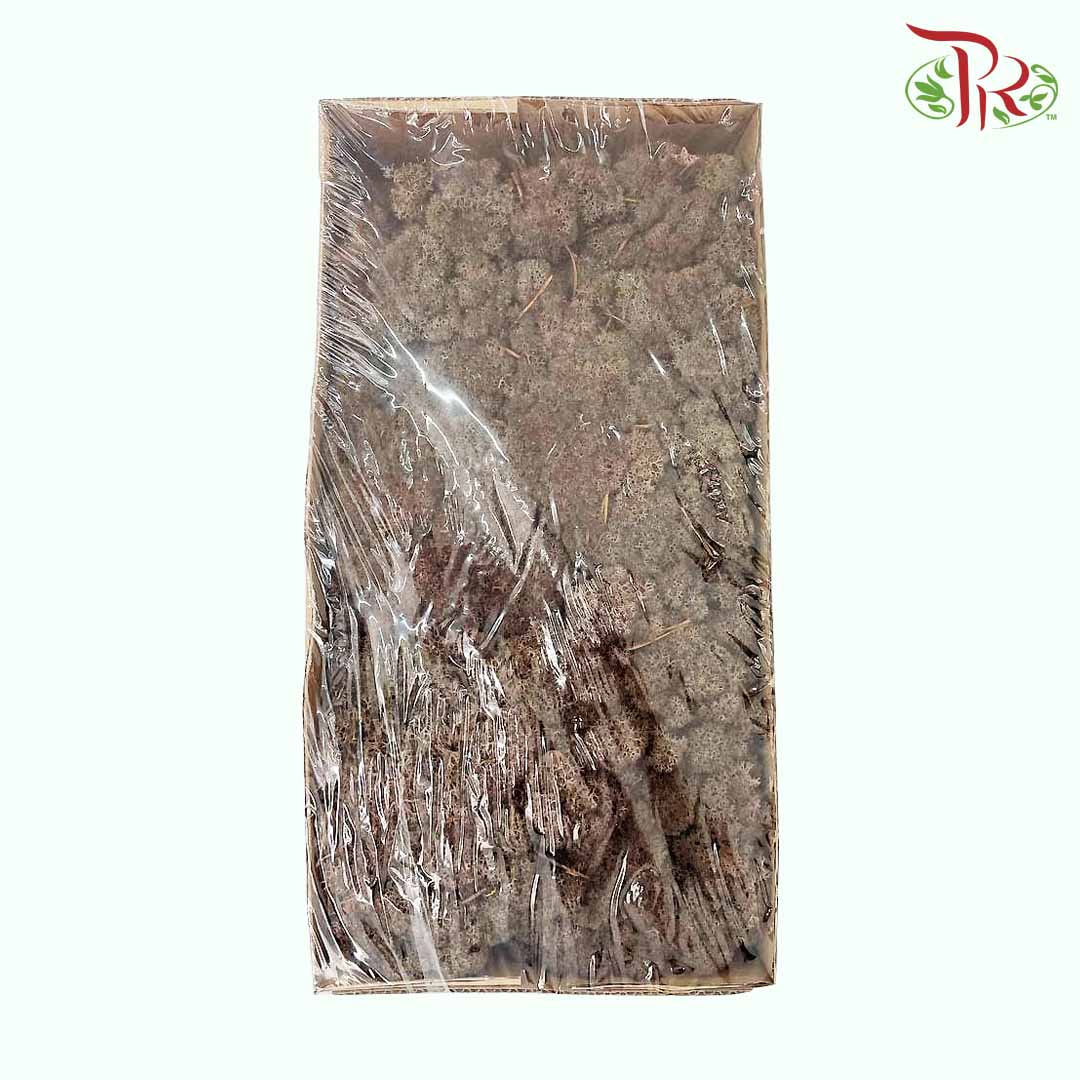 Dried Moss Reindeer - Dark Brown - Pudu Ria Florist Southern