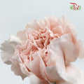 Carnation Grazia (8-10 Stems) - Pudu Ria Florist Southern