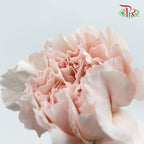 Carnation Grazia (8-10 Stems) - Pudu Ria Florist Southern