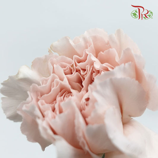 Carnation Grazia (8-10 Stems) - Pudu Ria Florist Southern