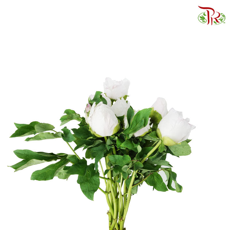 Tree Peony white - Pudu Ria Florist Southern