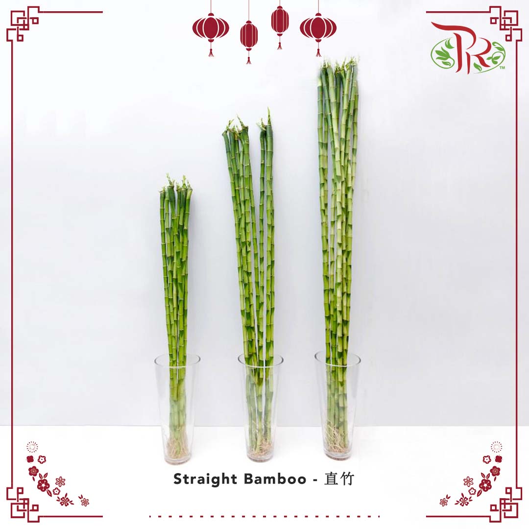 Straight Bamboo 80cm - 直竹 - Pudu Ria Florist Southern