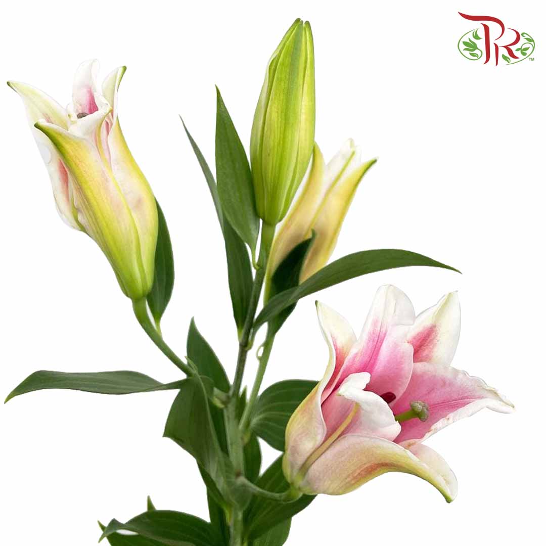 Lily Pink (5 Stems) - Pudu Ria Florist Southern