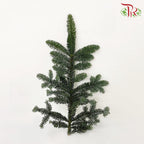Nobilis Abies (M) / Per Stem - Pudu Ria Florist Southern