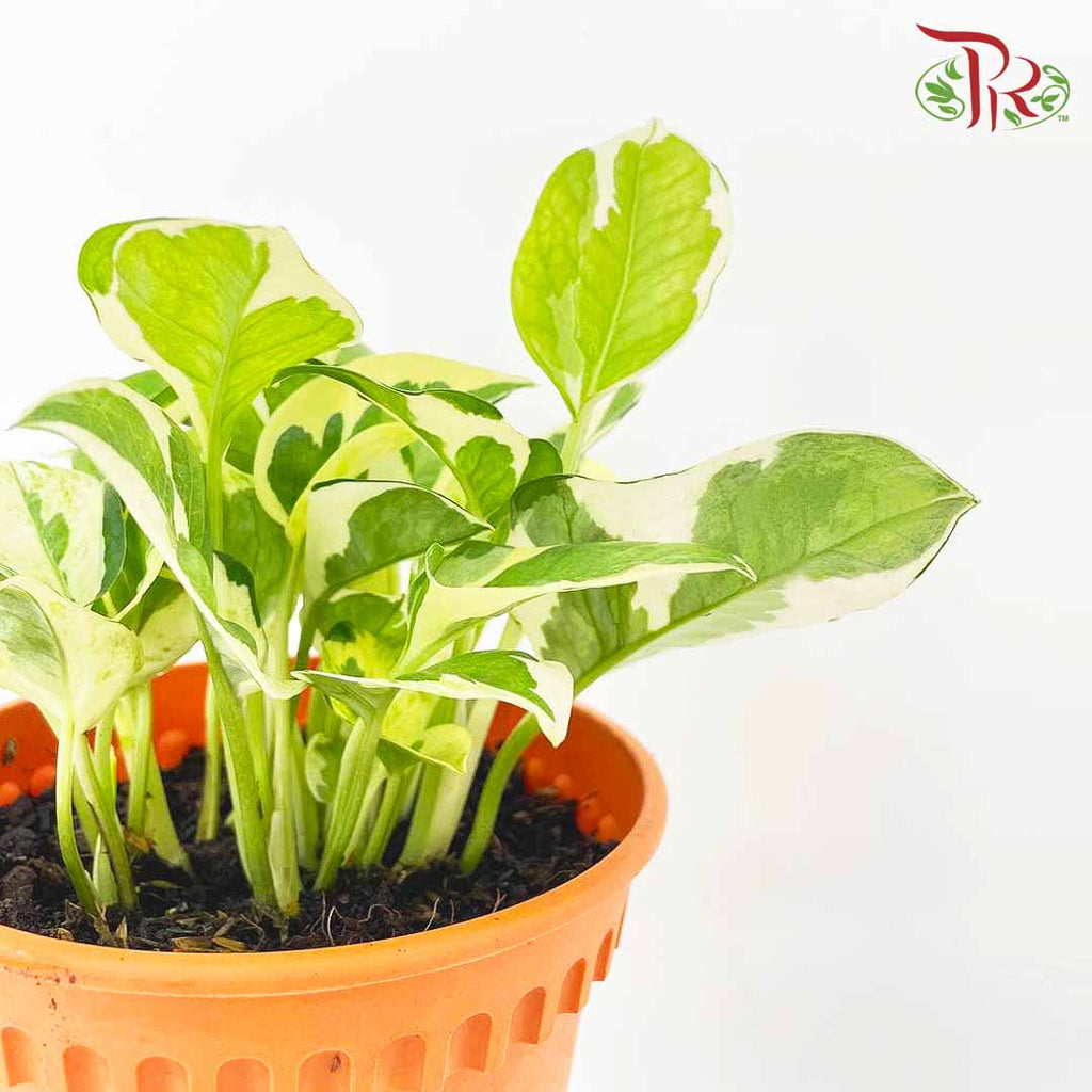 Epipremnum Variegated White - Pudu Ria Florist Southern