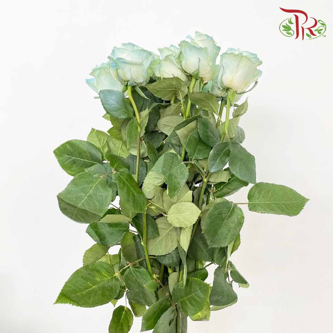 Rose White Sky (8-10 Stems) - Pudu Ria Florist Southern
