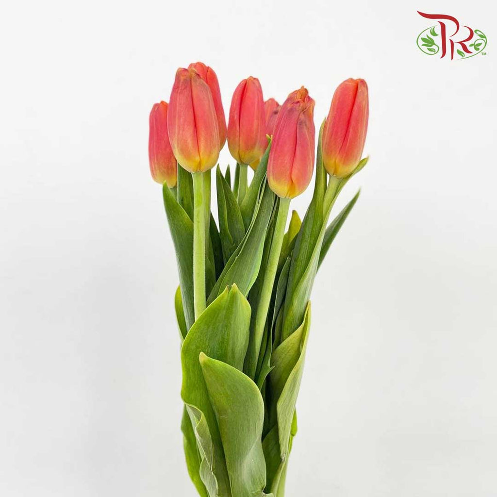 Tulip Orange/Red (8-9 Stems) - Pudu Ria Florist Southern