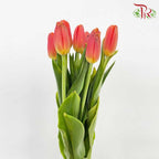 Tulip Orange/Red (8-9 Stems) - Pudu Ria Florist Southern
