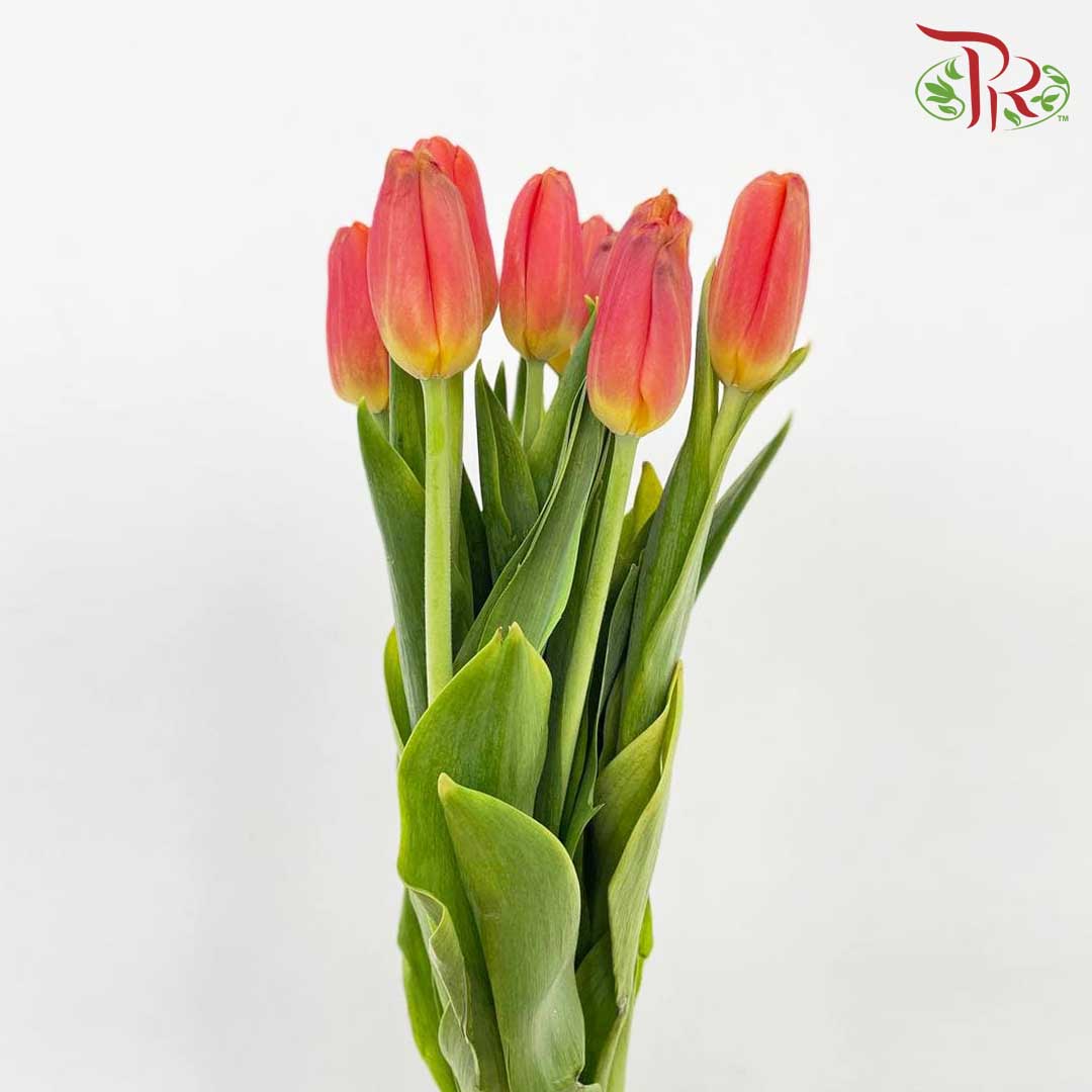 Tulip Orange/Red (8-9 Stems) - Pudu Ria Florist Southern
