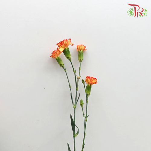 Carnation Spray Carimbo (18-20 Stems) - Pudu Ria Florist Southern