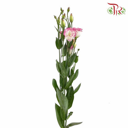 Eustoma White/Pink (12-15 Stems) - Pudu Ria Florist Southern