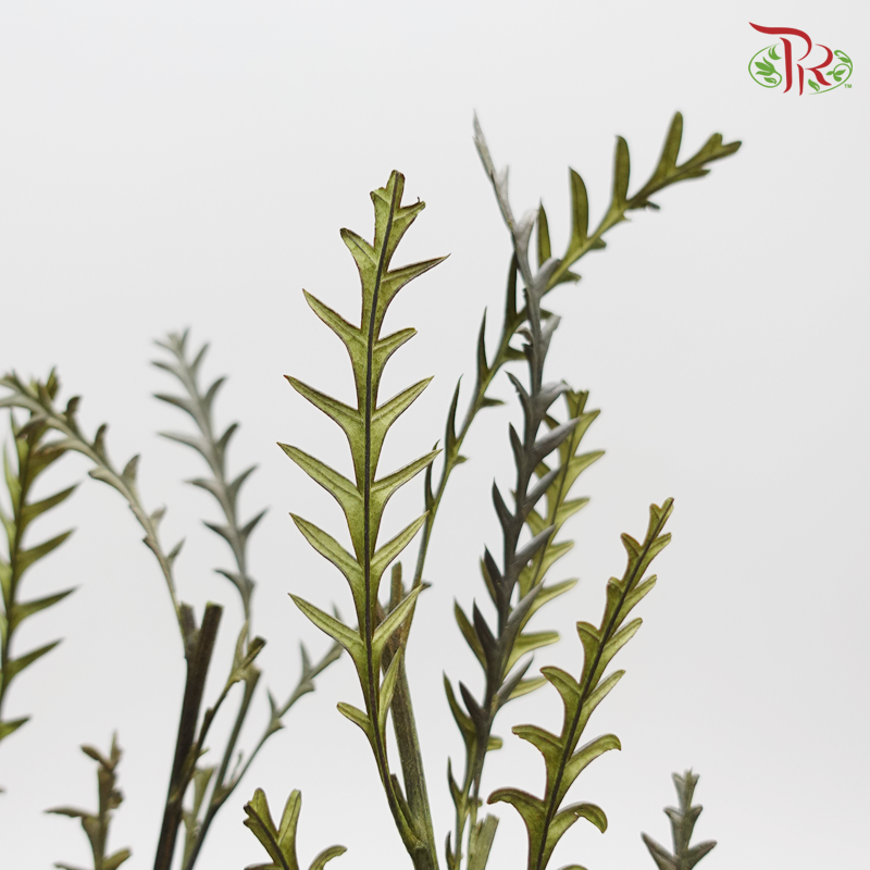 Preservative Grevillea - Pudu Ria Florist Southern