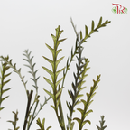 Preservative Grevillea - Pudu Ria Florist Southern