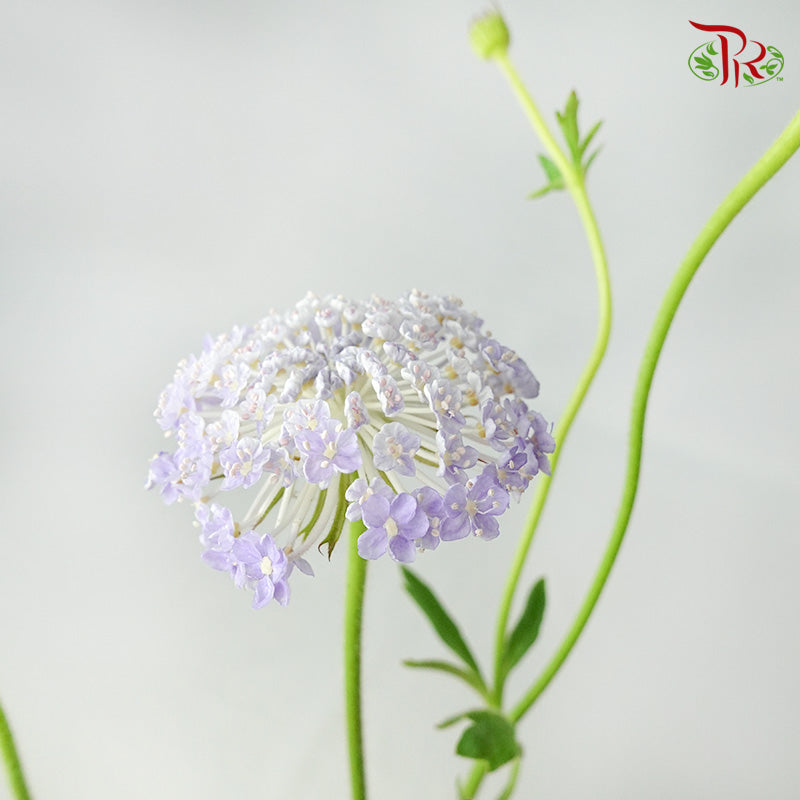 Trachymene Coerulea Blue - Pudu Ria Florist Southern