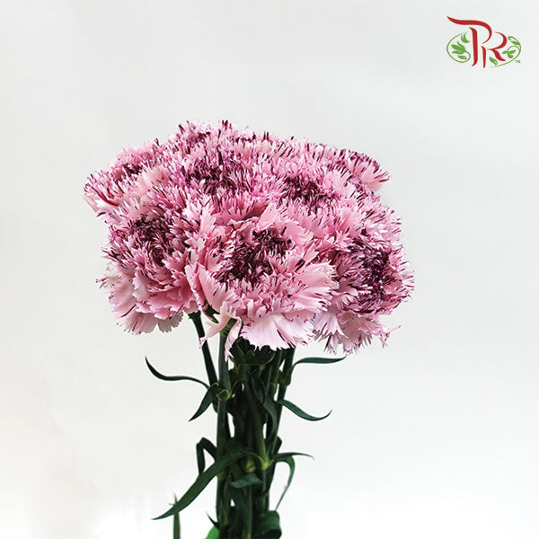 Carnation Jupiter (8-10 Stems) - Pudu Ria Florist Southern