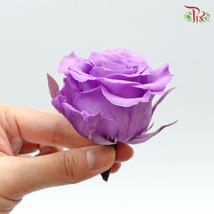 Preservative Full Bloom Rose (6 Blooms) - Purple - Pudu Ria Florist Southern