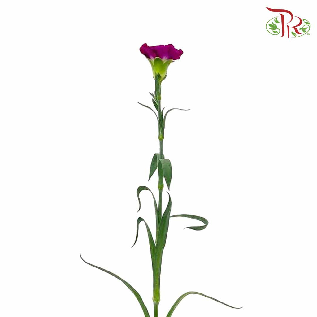 Carnation Dark Purple (18-20 Stems) - Pudu Ria Florist Southern
