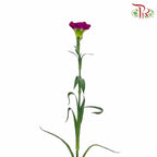 Carnation Dark Purple (18-20 Stems) - Pudu Ria Florist Southern
