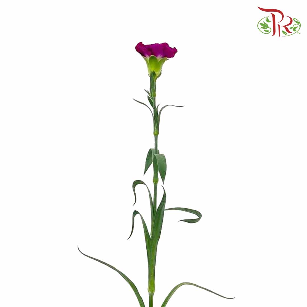 Carnation Dark Purple (18-20 Stems) - Pudu Ria Florist Southern