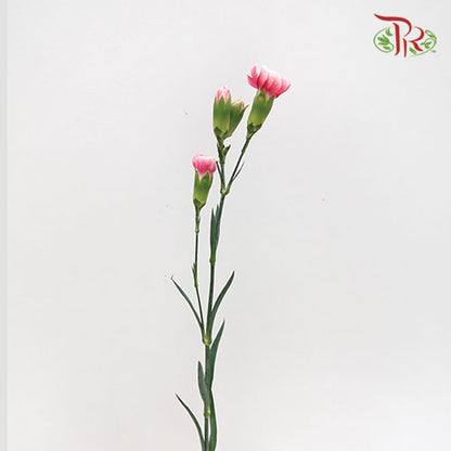 Carnation Spray Cosmo Cherry (18-20 Stems) - Pudu Ria Florist Southern
