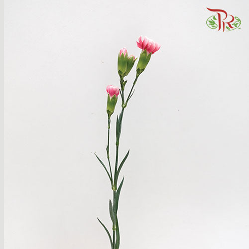 Carnation Spray Cosmo Cherry (18-20 Stems) - Pudu Ria Florist Southern