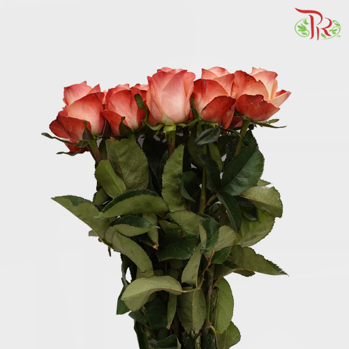 Rose Emotion (8-10 Stems) - Pudu Ria Florist Southern
