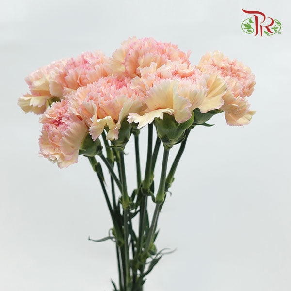 Carnation Samai (8-10 Stems) - Pudu Ria Florist Southern