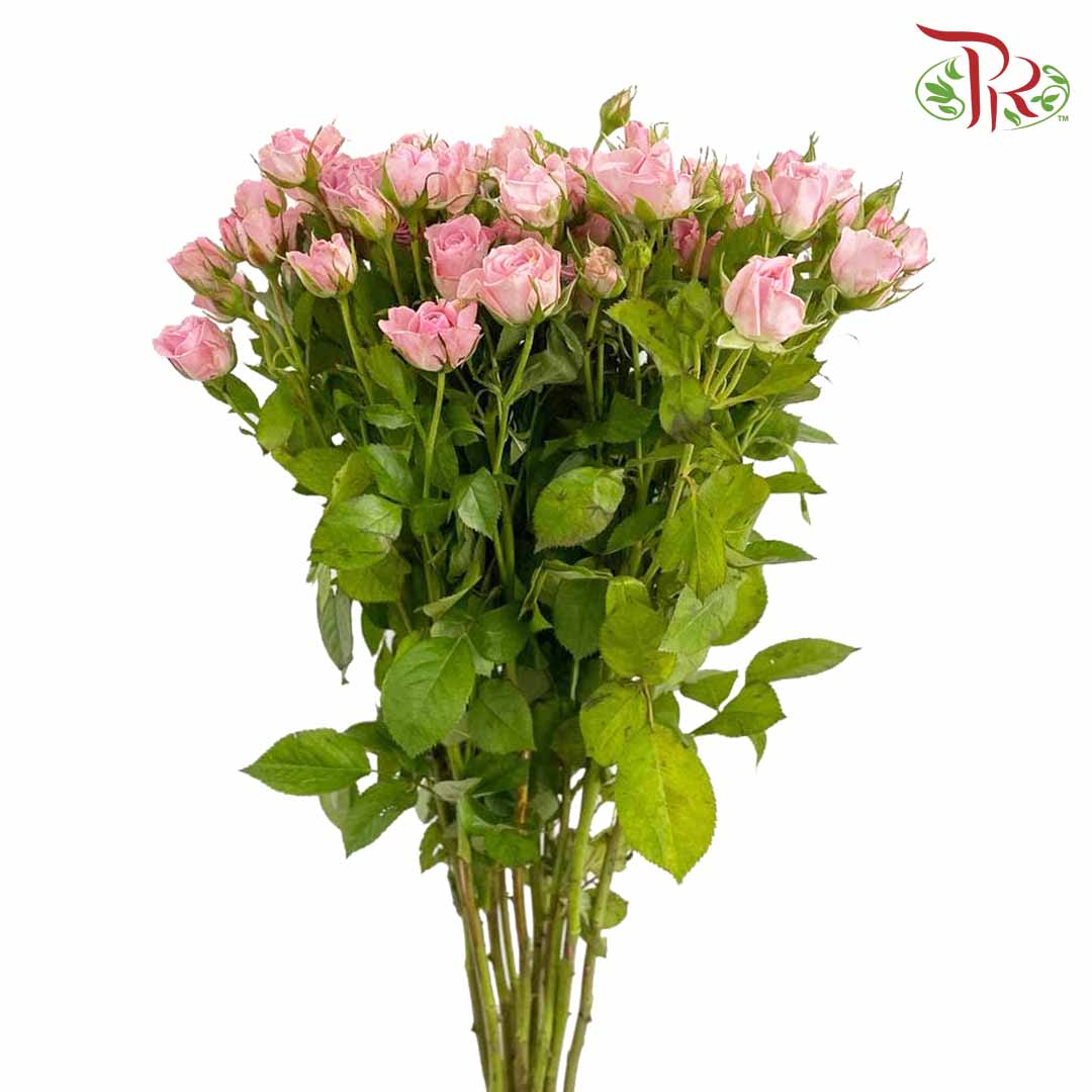 Rose Spray Pink (8-10 Stems) - Pudu Ria Florist Southern