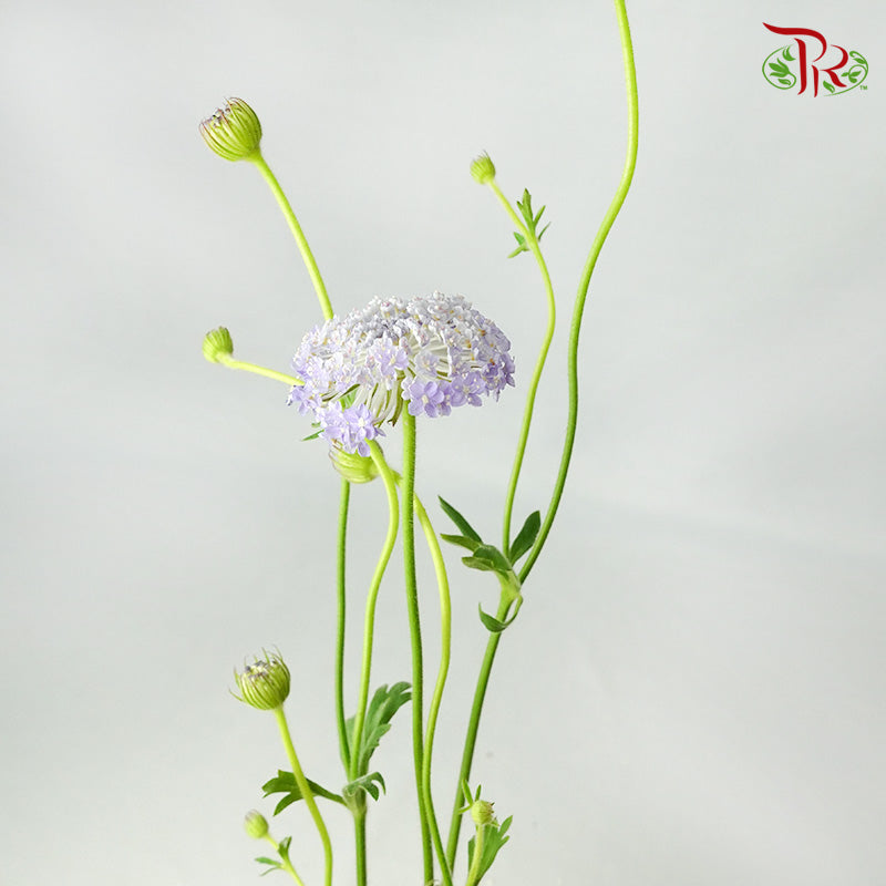 Trachymene Coerulea Blue - Pudu Ria Florist Southern