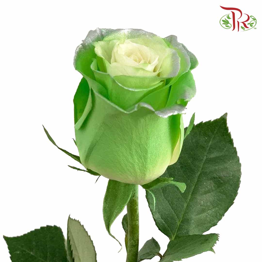 Rose Tinkerbell (8-10 Stems) - Pudu Ria Florist Southern