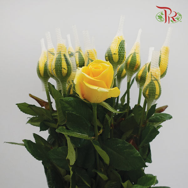 Rose Yellow (19-20 Stems) - Pudu Ria Florist Southern