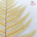 Preservative Fern Yellow - Pudu Ria Florist Southern