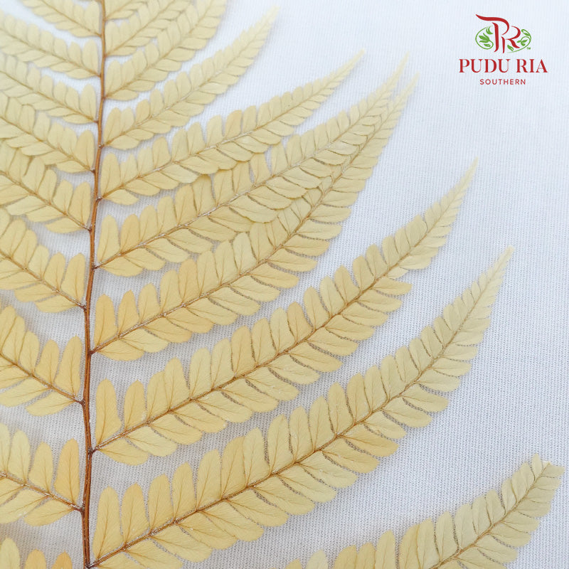 Preservative Fern Yellow - Pudu Ria Florist Southern