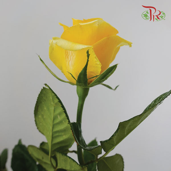 Rose Yellow (19-20 Stems) - Pudu Ria Florist Southern