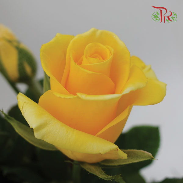 Rose Yellow (19-20 Stems) - Pudu Ria Florist Southern