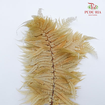 Preservative Fern Yellow - Pudu Ria Florist Southern