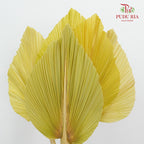 Dry Palm Dyed Yellow Green (5 Stems) - Pudu Ria Florist Southern