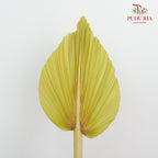 Dry Palm Dyed Yellow Green (5 Stems) - Pudu Ria Florist Southern
