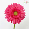 Gerbera Hot Pink (8-10 Stems) - Pudu Ria Florist Southern