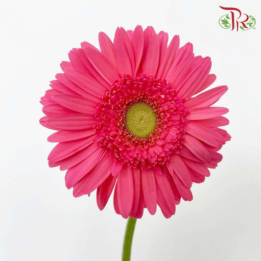 Gerbera Hot Pink (8-10 Stems) - Pudu Ria Florist Southern