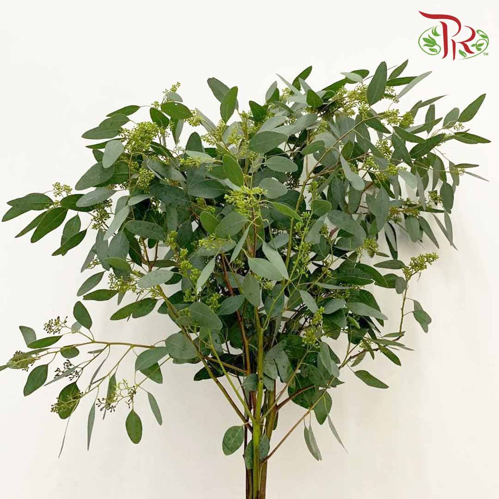 Eucalyptus Silver Dollar With Berry (Per Bundle) - Pudu Ria Florist Southern