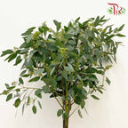 Eucalyptus Silver Dollar With Berry (Per Bundle) - Pudu Ria Florist Southern